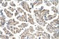 GTPBP9 antibody - N-terminal region